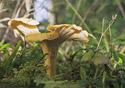 Cantharellus cibarius